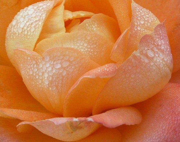peach rose