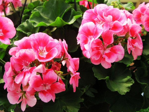 The grace of pink