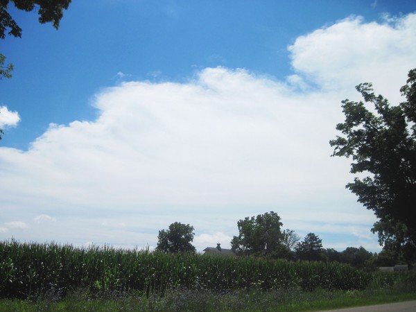 Cornfield 1 (2)