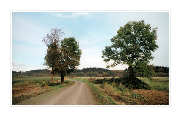 Tree in the Park