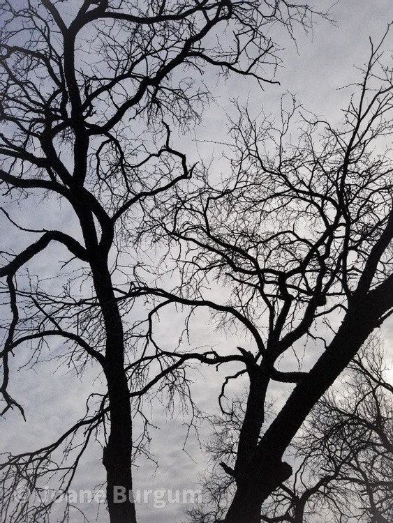 Tangled Silhouette
