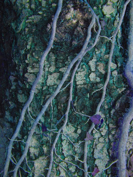 bark 02