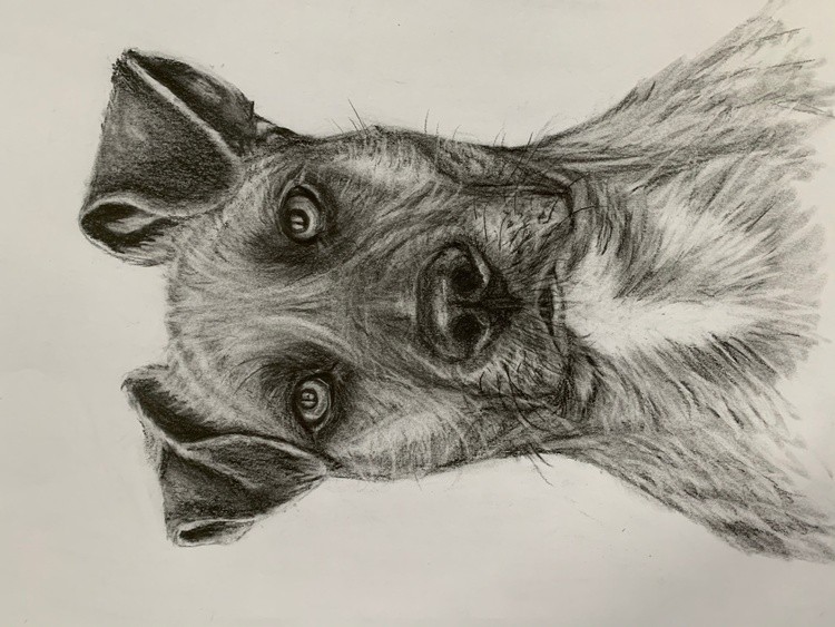 Vera