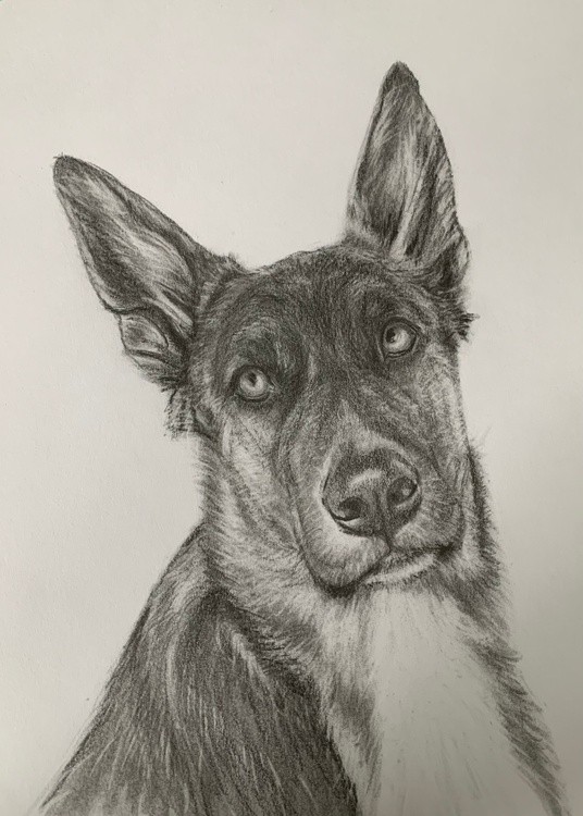 Maverick 