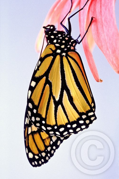 Monarch on Coneflower