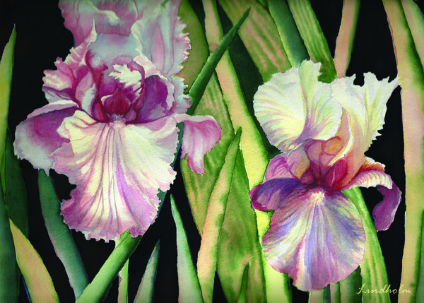Two Irisis