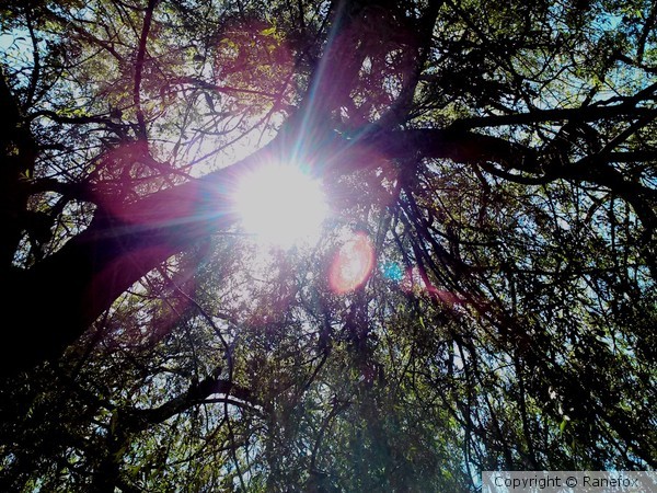 Sun through Willow tree