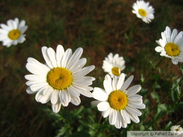 Oxeye daisys at Changla Gali, KP, Pakistan.