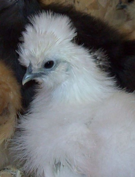 Baby Silkie Chicken