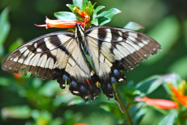 Spread your wings