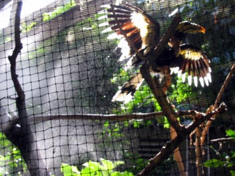 Prehistoric Bird