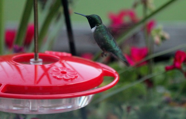 Hummingbird