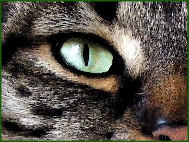 Cat's Eye