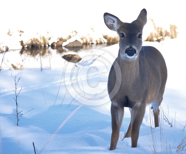 Doe in the Snow