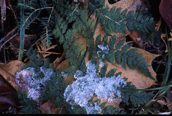 Winter ecology