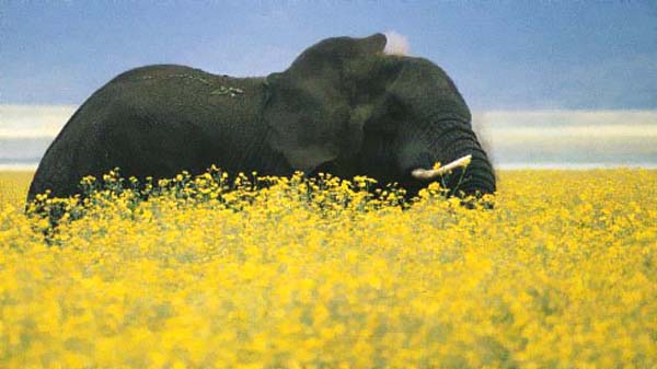 Don't eat the daisies