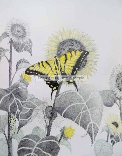 Western Tiger Swallowtail & Sunflower