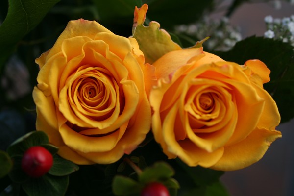 Yellow Roses