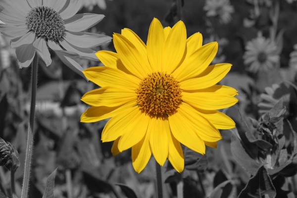 Yellow Heliomeris (Sunflower Family)