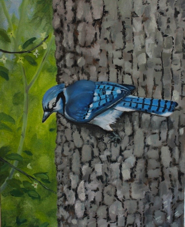 Bluejay outside my window 