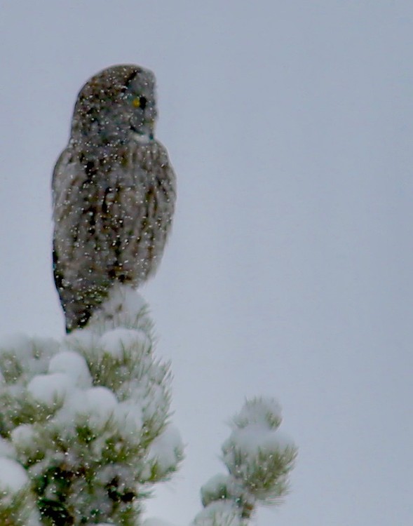 great grey owl