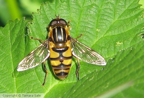 Bee on Leaf