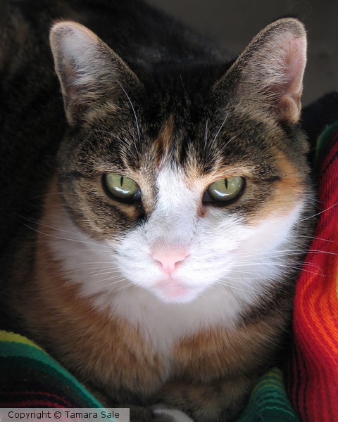 Remembering Amber