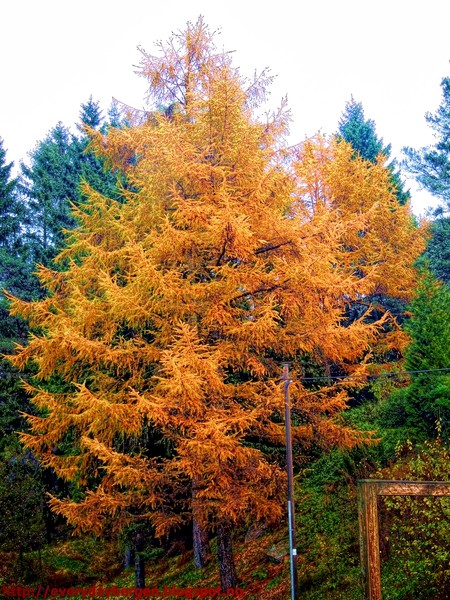 Larch