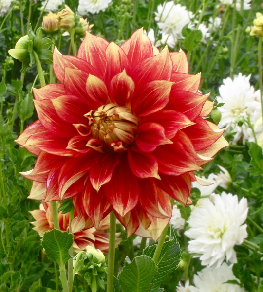 Dahlia Swan Island Oregon