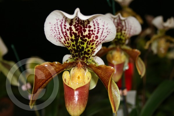 Orchid mirror image