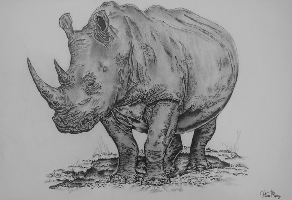 lone rhino