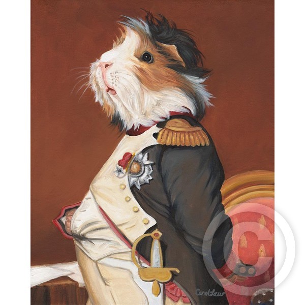Napoleon Guinea Pig
