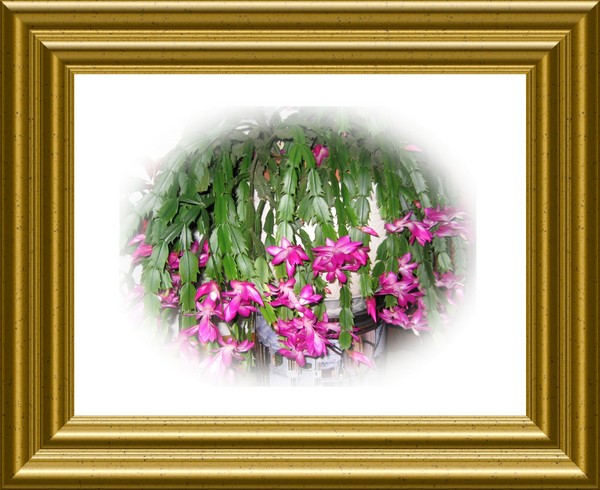 My Christmas Cactus