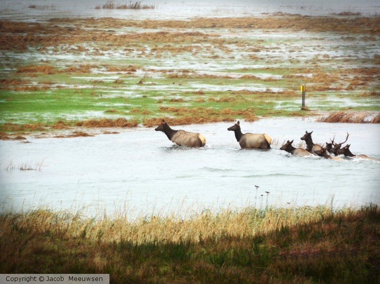 elk in the columbia 