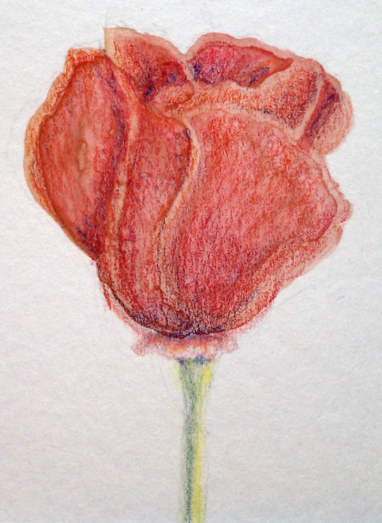 Orange Poppy Watercolor