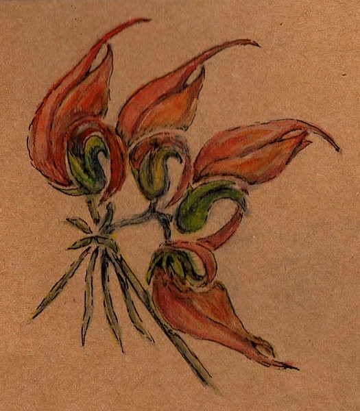 Parrots Beak Watercolor