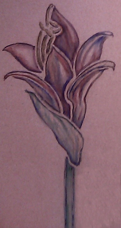 Madonna Lily Watercolor