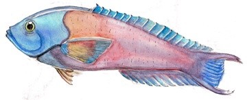 Cortez Rainbow Wrasse Watercolor