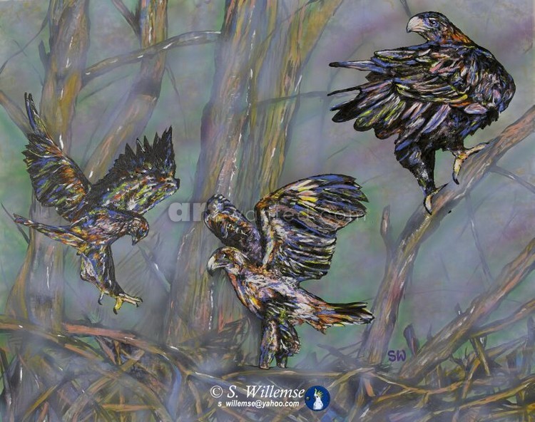 Wedge-tailed Eagles: Learning to fly 