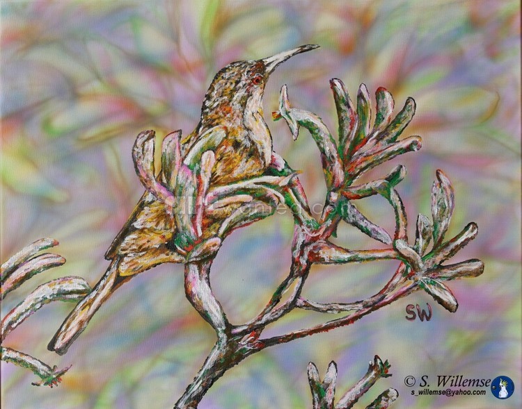 Spinebill on Kangaroo Paw 