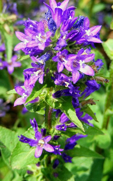 Purple Princess