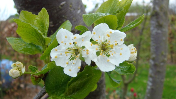 Fruit tre flowers 