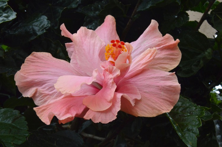 pink hibiscus  2