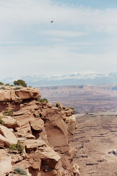 Hawk @ Canyonlands