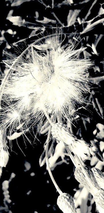 Fuzzy