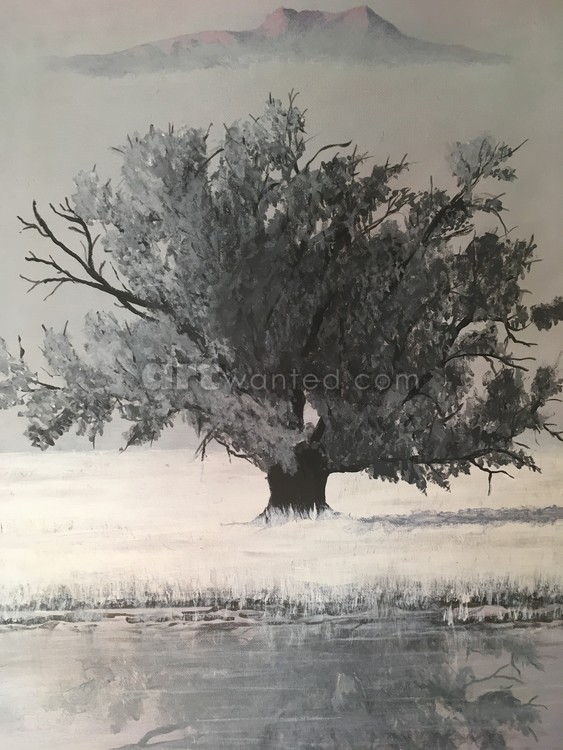 Reflection of the Old Cottonwood Tree