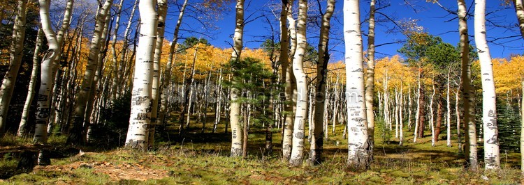 Walking among the aspen trees
