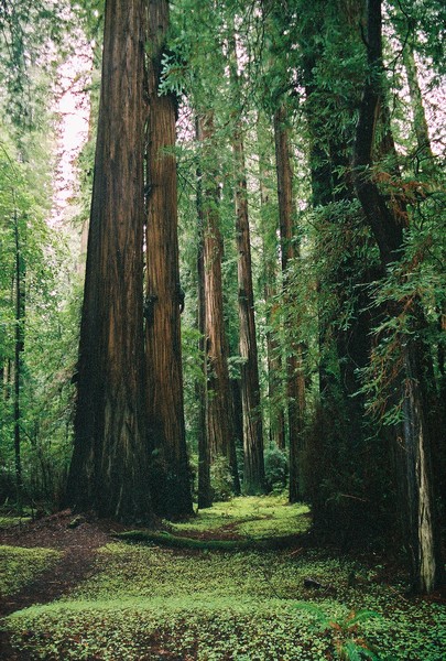 Giant Redwoods