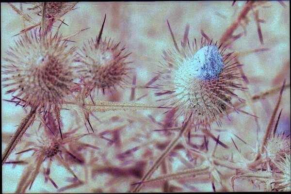 Thistle