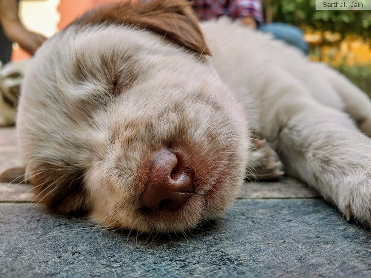 A new born street puppy sleeping.